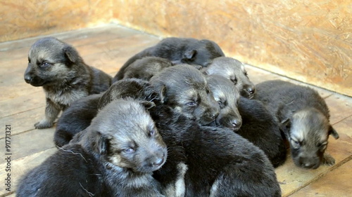bunch of lovely and beautiful puppies sitting in a box photo