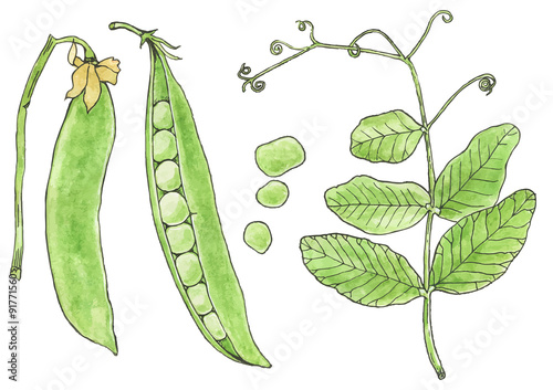 Green peas. Hand-drawn fresh vegetables. Real watercolor drawing