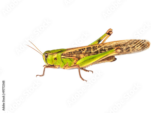 Locust pest © sanpom