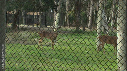 Deer in Homosassa springs state park photo