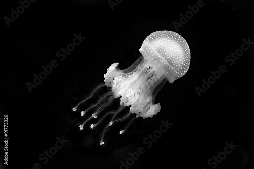 Fototapet Qualle in Schwarzweiß