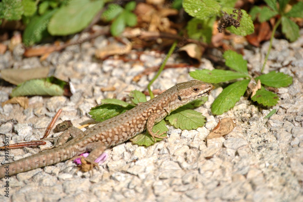 lézard lézard