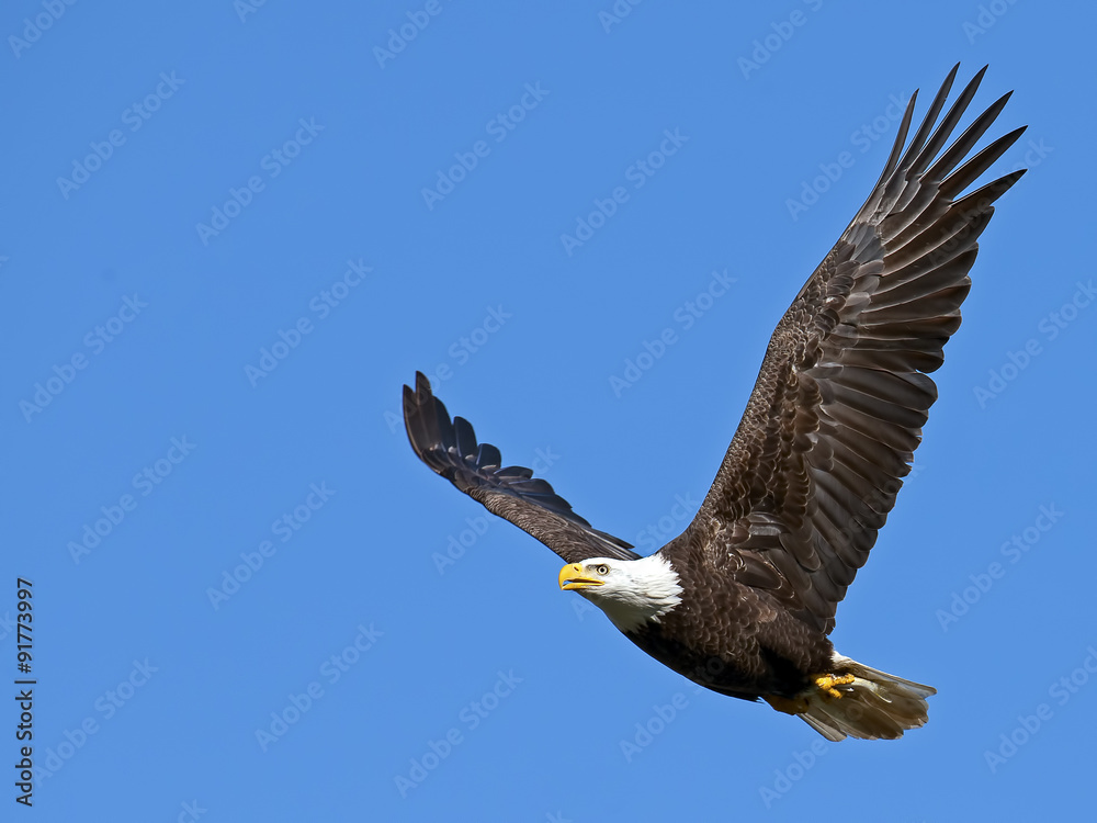 American Bald Eagle in Flight with Large Fish American Bald Eagle in Flight with Large Fish