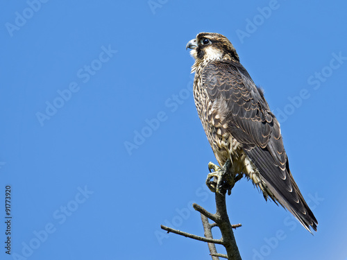 Juvenile Peregrine Falcon perched on a branch