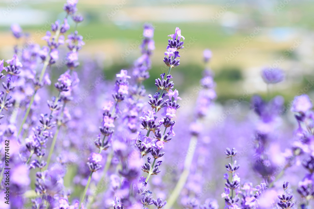 Naklejka premium abstract lavender closeup in field on summer japan nature blurre