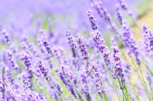 abstract lavender closeup in field on summer japan nature blurre