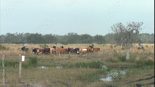 cattle crossing marsh