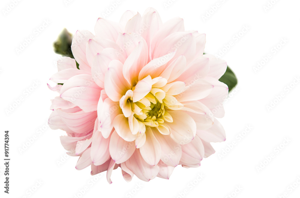 Fototapeta premium Studio Shot of White Color Dahlia Isolated on White Background.