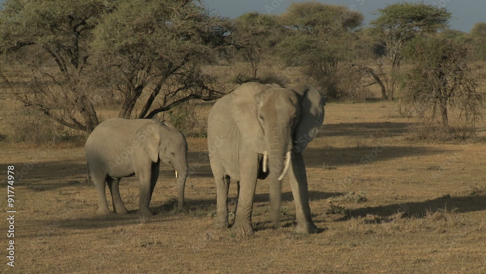 South Serengeti Elephant mom & calf South Serengeti Elephant mom & calf