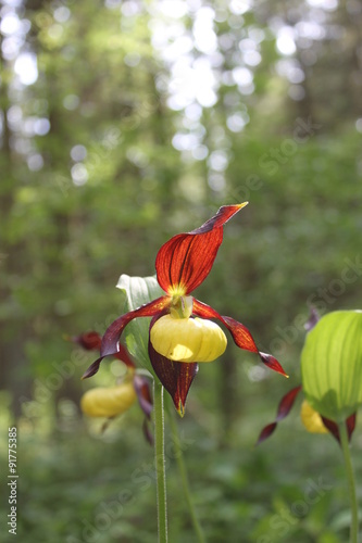 Frauenschuh Orchidee einzelblüte am natürlichen standort photo