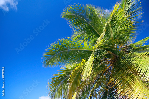 Top of coconut palm tree on blue sky background  