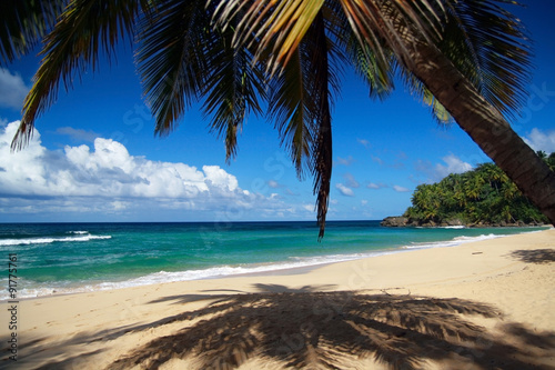 Calm caribbean beach with palm tree