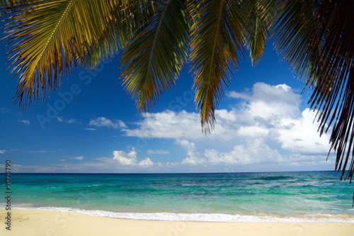 Calm  caribbean beach with palm tree © photopixel