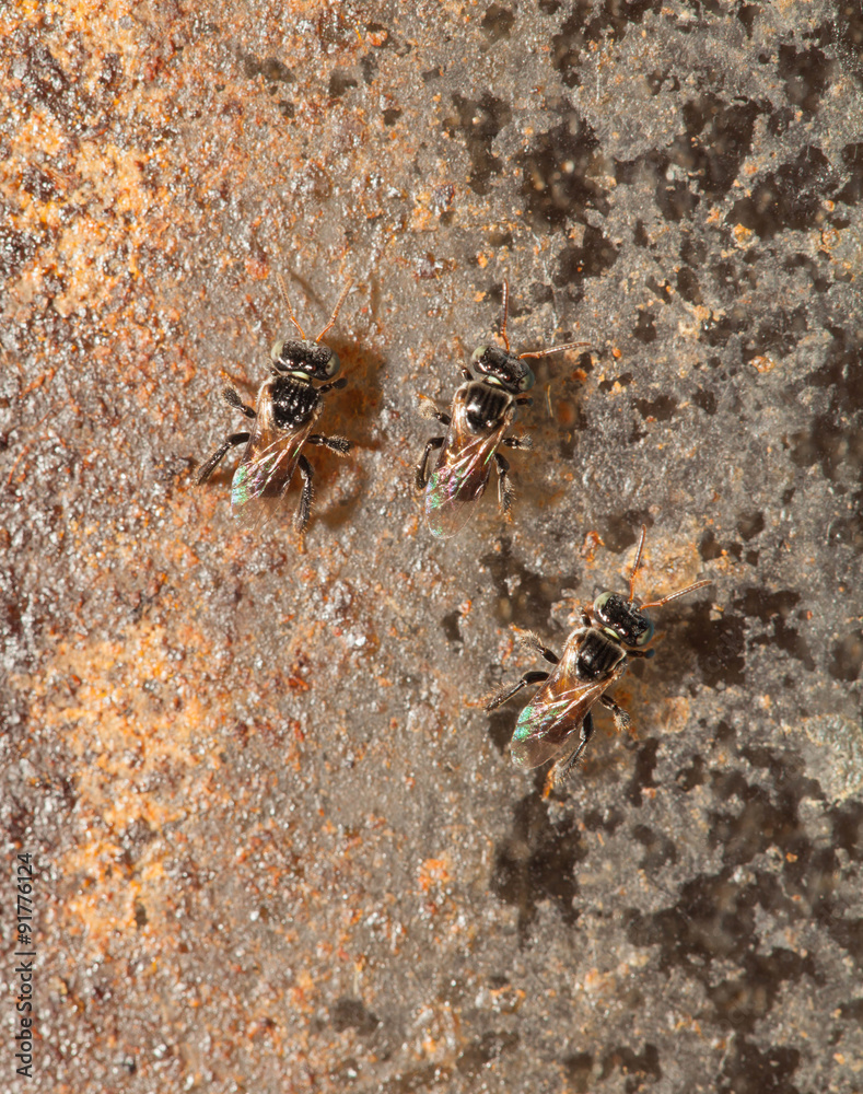 Stingless bee ,insect pollinator in the nature