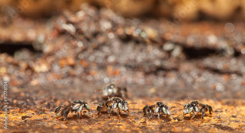 Stingless bee ,insect pollinator in the nature