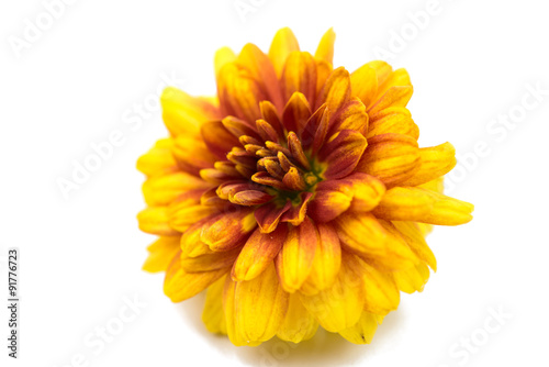 Canvas Print yellow chrysanthemum