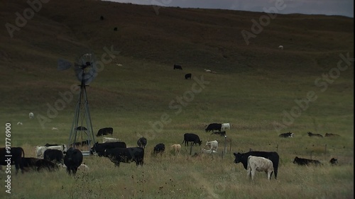 MS windmill & grazing cattle, ZM back to WS