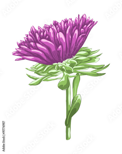 Beautiful purple aster isolated on white background