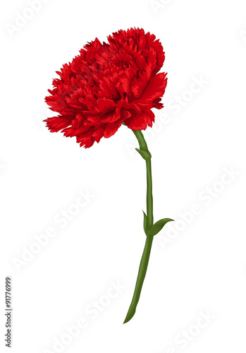 Beautiful red carnation isolated on white background.