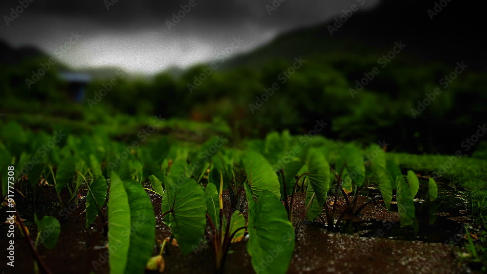 A stylized time lapse shot of green fields with clouds overhead.