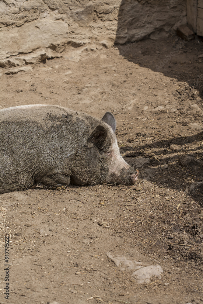 Fototapeta premium pig