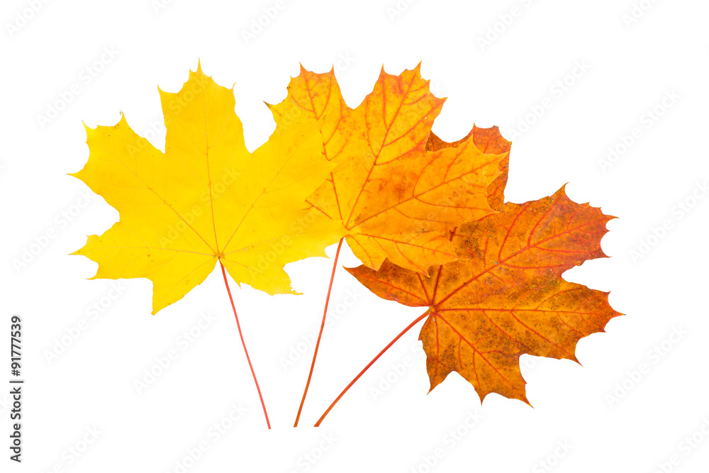 autumn leaves autumn leaves