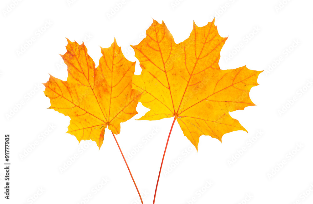 autumn leaves