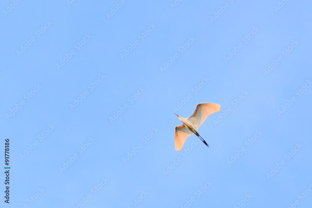 Obraz premium Bird flying on blue sky