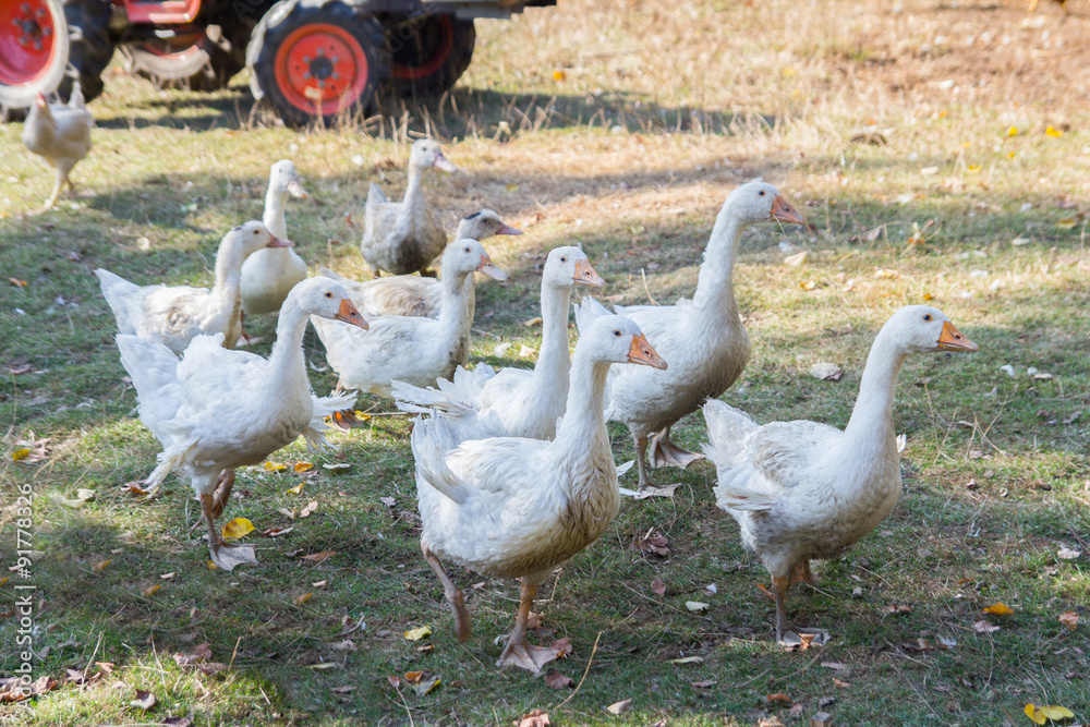 Obraz premium flock of white domestic geese on the farm