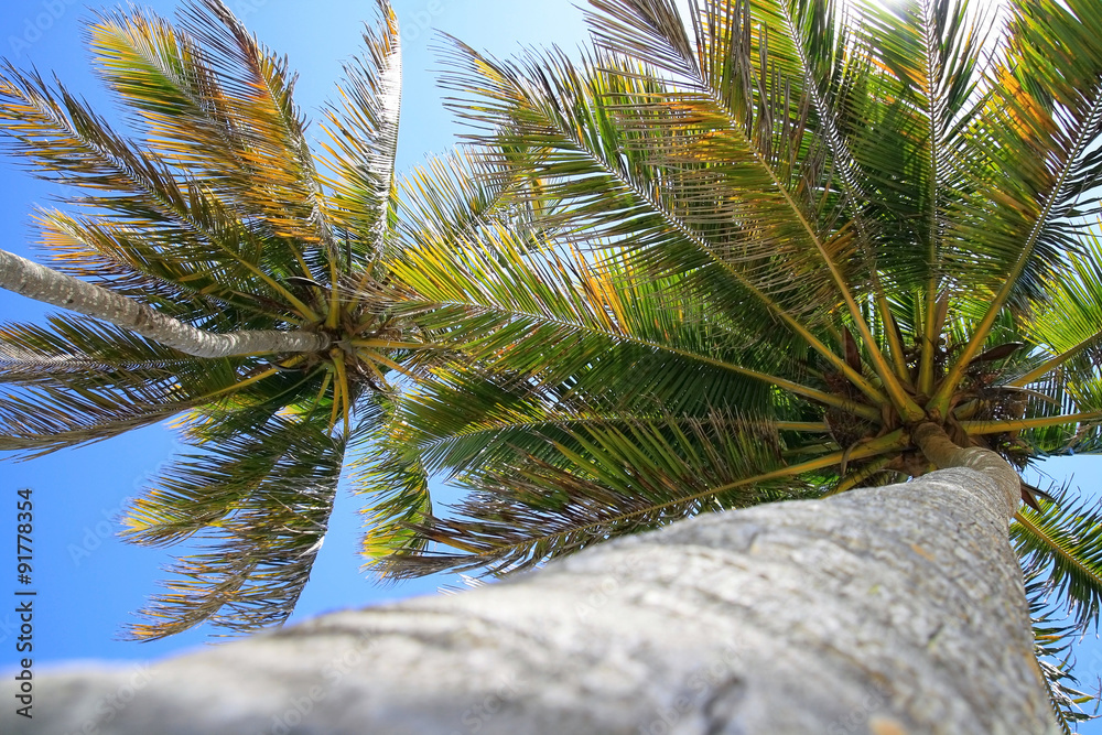 Obraz premium Top of coconut palm tree on blue sky background 