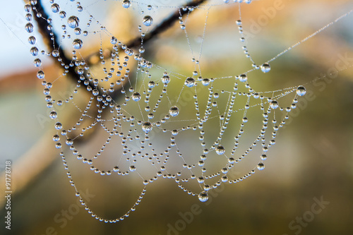 spider web closeup