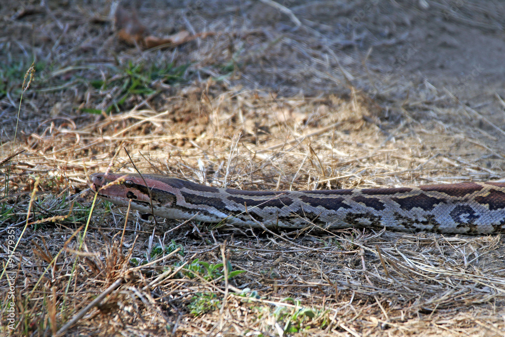 Indian Rock Python (Python Molurus, aka Indian Python, Rock Python, Black-tailed Python) Crossing a Dirt Road. Kanha National Park, Madhya Pradesh, India Indian Rock Python (Python Molurus, aka Indian Python, Rock Python, Black-tailed Python) Crossing a Dirt Road. Kanha National Park, Madhya Pradesh, India