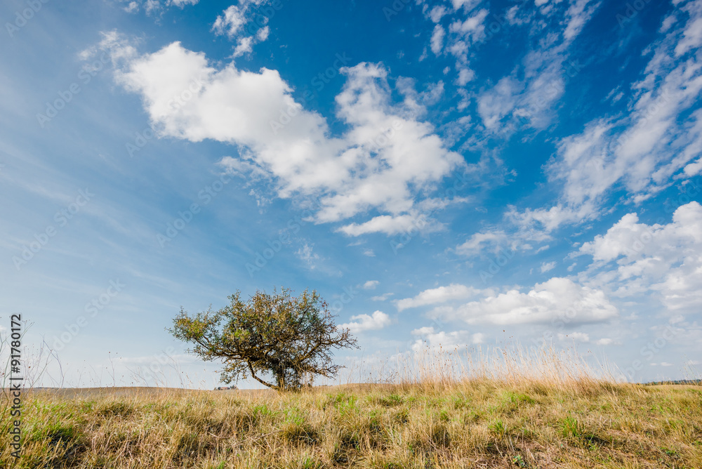 Lonely tree in the grass with blue sky in natural surroundings. Lonely tree in the grass with blue sky in natural surroundings.