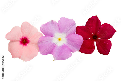 Periwinkle