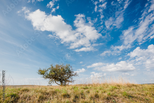 Lonely tree in the grass with blue sky in natural surroundings.