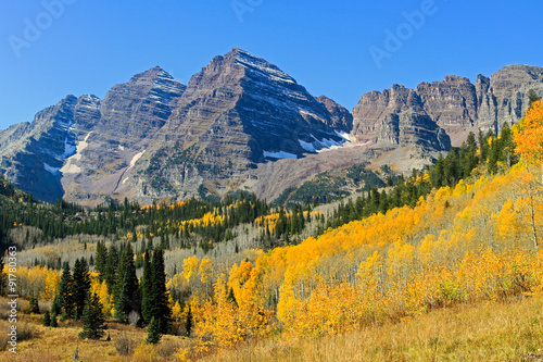 Beautiful aspen trees with shimmering golden leaves in Colorado. photo