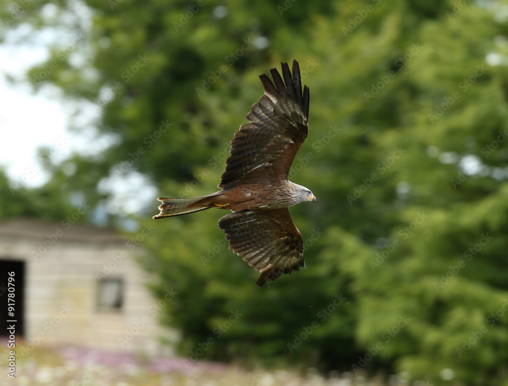 Fototapeta premium Close up of a Black Kite in flight