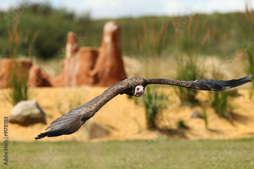 Close up of a Turkey Vulture in flight