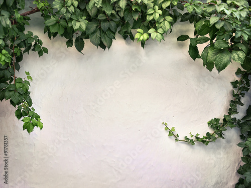 climbing plant on the white plaster walls