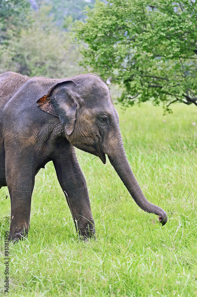 Obraz premium Indian elephants