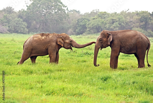 Photography Indian elephants