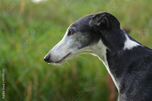 Galgo Espanol