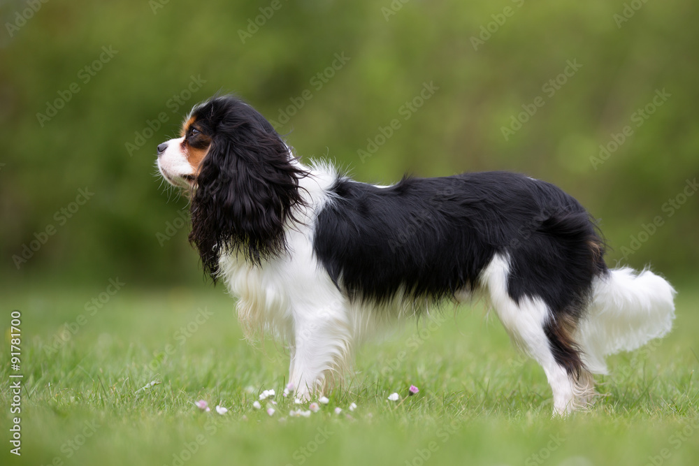 Cavalier King Charles Spaniel dog outdoors in nature Cavalier King Charles Spaniel dog outdoors in nature