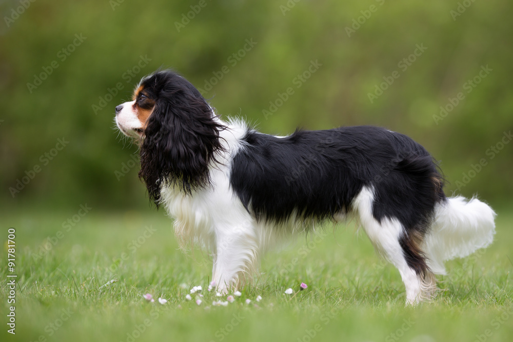 Cavalier King Charles Spaniel dog outdoors in nature