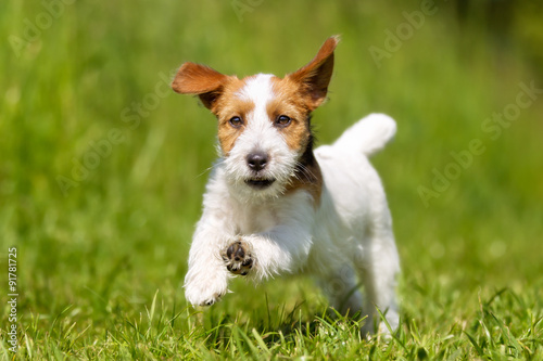 Jack Russell Terrier dog outdoors on grass