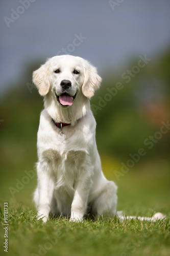 Happy and smiling Golden Retriever dog