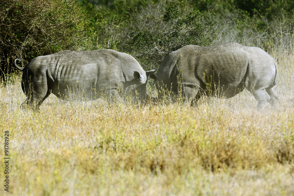 Fototapeta premium Rhino