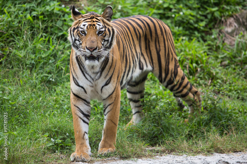 Bengal Tiger in zoo