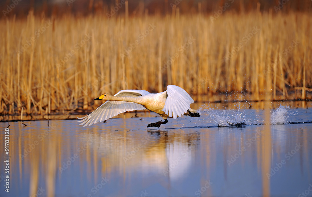 Swan