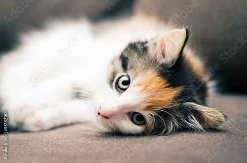 Foto Kitten on Couch